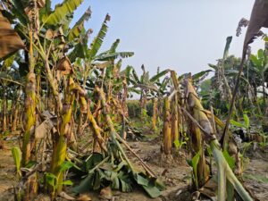 কুষ্টিয়ায় রাতের আঁধারে কলাগাছ কেটে দিল দুর্বৃত্তরা, দিশেহারা কৃষক