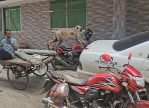 শহরে বাড়ছে হনুমানের উপদ্রব